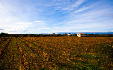 Vista general del viñedo de Vinyes del Terrer