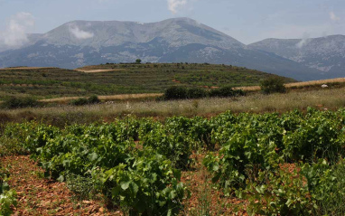 Viñedos en la Ribera del Queiles