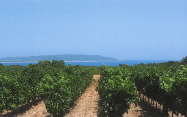 Viñedos y al fondo el mar 