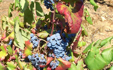 Imagen de la uva