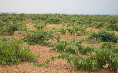 Viñedos situados en Pajares de los Oteros