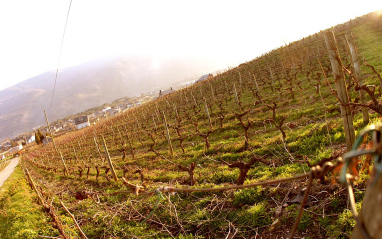 Valdesil cuenta con los viñedos de Godello más antiguos de España