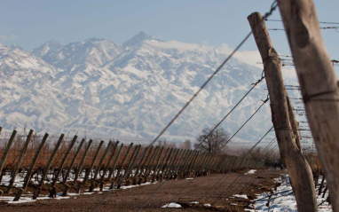 Las viñas mendocinas, nevadas