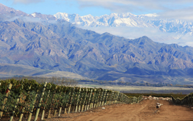Vista del viñedo con Los Andes al fondo