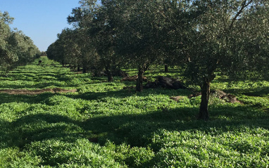 La finca se encuentra en Marchena