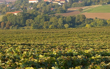 Viñedos en Champagne