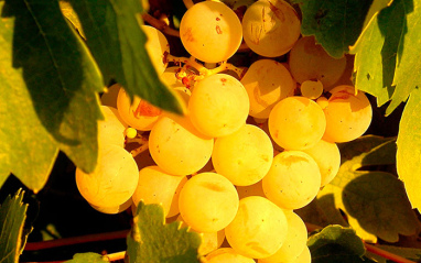 Uvas Pedro Ximénez