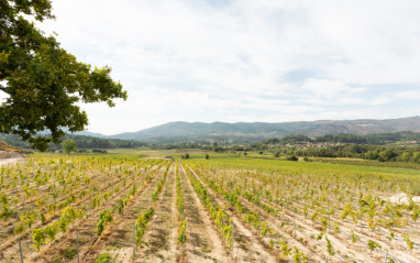 Mendes cuenta con 130 hectáreas de viñedo