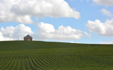 Panorámica de viñedo