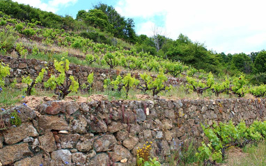 Bancales DO Sierra de Salamanca