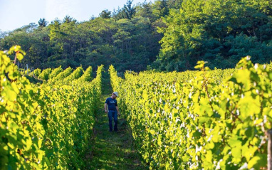 Las viñas de Domaine Barmès-Buecher se encuentran en terruños privilegiados
