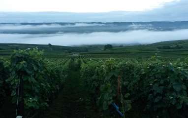 Vista de viñedos de la bodega Besserat de Bellefon