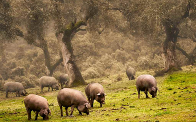 Cerdos ibéricos alimentándose de bellotas