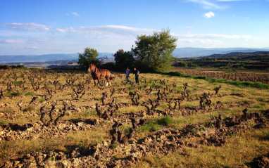 Viñedos trabajados con fuerza animal