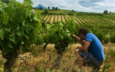 Güemes en el viñedo Elvillar