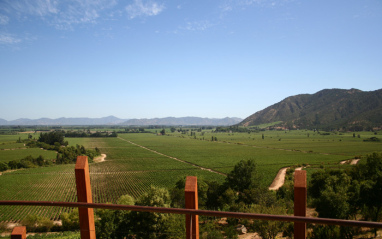 Panorámica de los viñedos