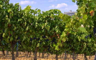 Cepas en flor de Bodegas Briego