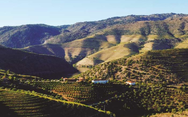 Vista del entorno del viñedo