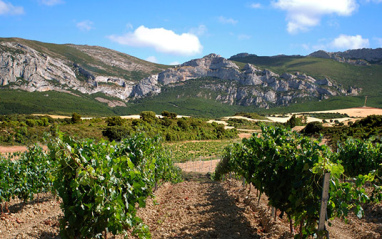 Viñedo a los pies de la Sierra de Cantabria