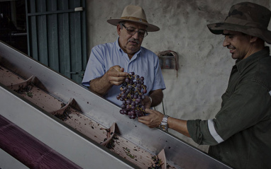 Selección de uvas en Campos de Solana