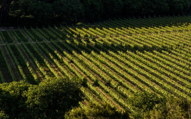 Viñedo en primavera