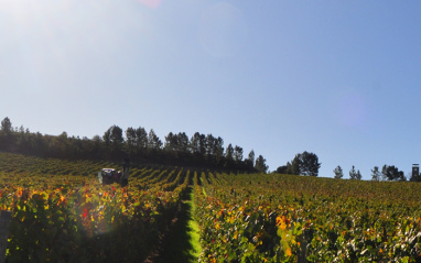 La bodega tiene la superficie de viñedo más extensa de la región.