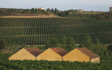 Los viñedos de la bodega son los más extensos de la región.