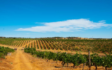 Vista de los viñedos