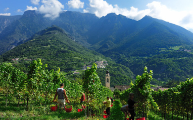 Viñedo de montaña