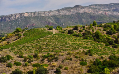 Panorámica de viñedos en Priorat