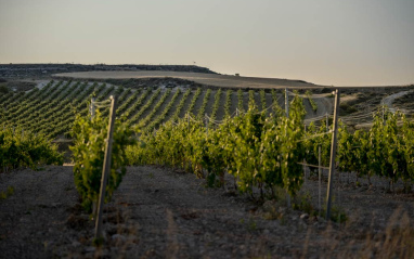 Viñedo de Pago del Cielo