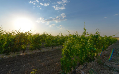 Viñedo y cielo