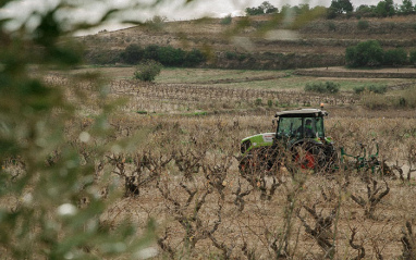 Viñedos de Celler Pallarades