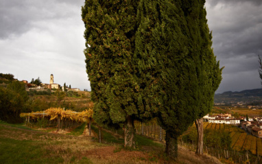 Viñedo de bodega Cesari