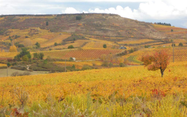 Vista panorámica de los viñedos