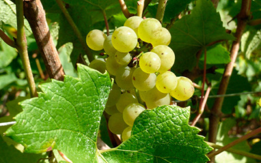 Detalle de racimo de uvas