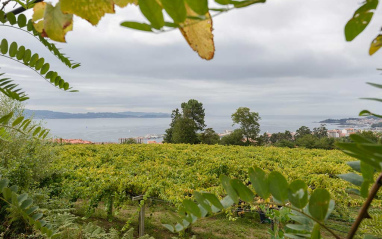 Viñedo con el mar al fondo