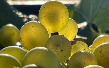 Detalle de las uvas de Chardonnay