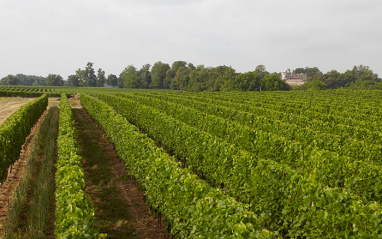 Aunque no pertenece a Saint-Emilion, su similitud es casi perfecta