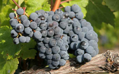 Uvas tintas en plena maduración