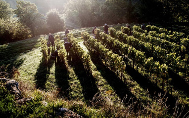 Viñedos de Château Barde Haut 