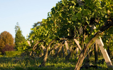 Château de Haut Coulon