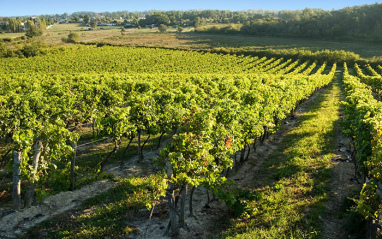 Château de Haut Coulon