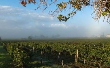 Panorámica del viñedo