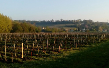 El viñedo se gestiona bajo viticultura razonable y sin hercibidas