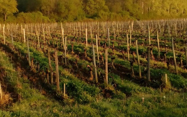 Un bosque de 2 hectáreas rodea el viñedo