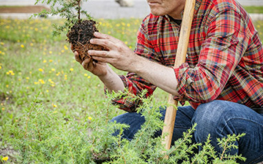 Alexandre Gabriel cultivando enebro