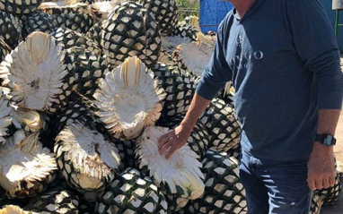 Snyder, con las piñas cortadas