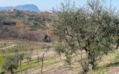 El paisaje de Colli di Castelfranci