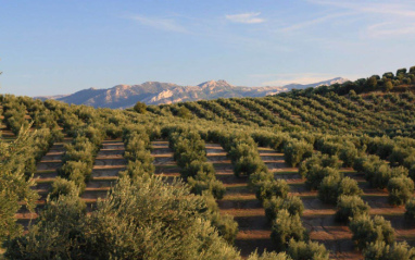 Panorámica del olivar